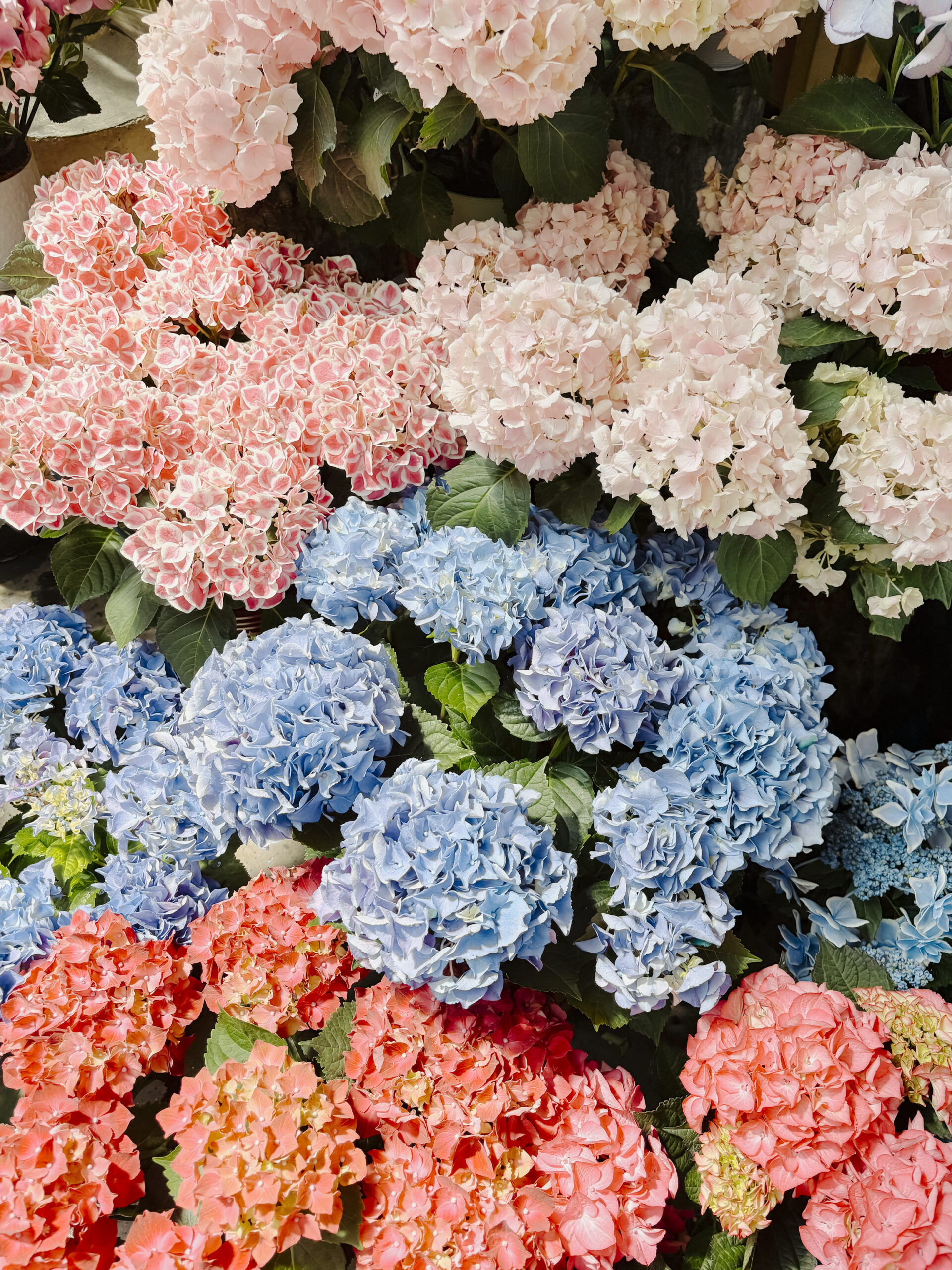 Best Farmers Markets in and Around the Twin Cities, Minneapolis, Saint Paul - Kelly Zugay - Minnesota Mom Blog